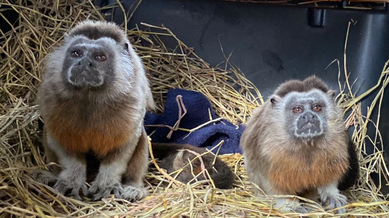 ¡Qué belleza! Una pareja de tití gris vuelve al bosque de Segovia tras dos años de rehabilitación Titis