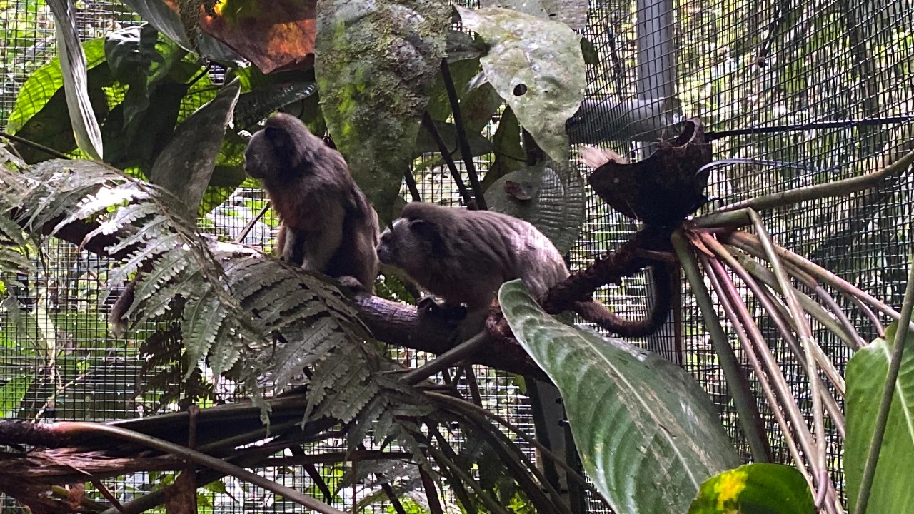 ¡Qué belleza! Una pareja de tití gris vuelve al bosque de Segovia tras dos años de rehabilitación 3 Titis1