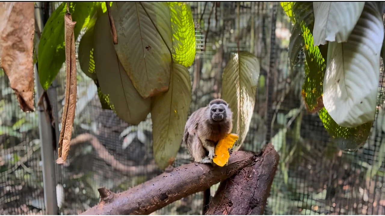 ¡Qué belleza! Una pareja de tití gris vuelve al bosque de Segovia tras dos años de rehabilitación 1 Titis2