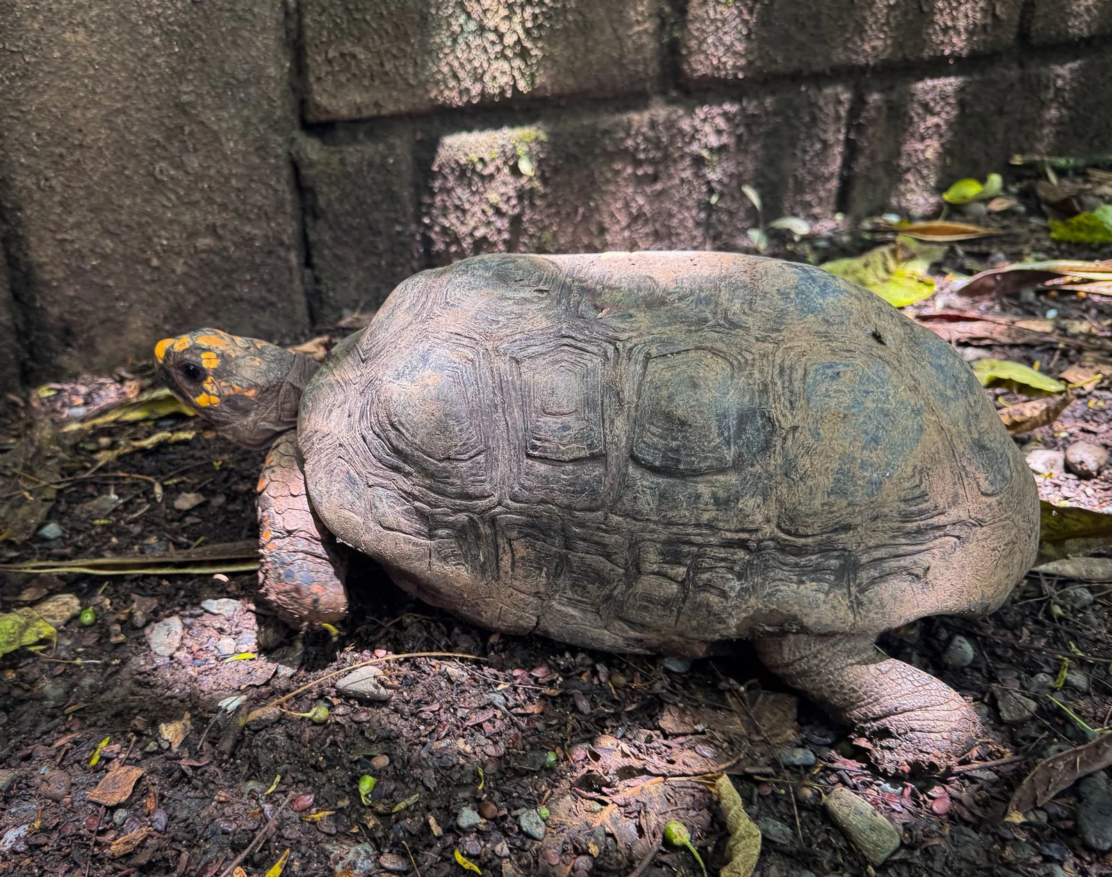 ¡No son mascotas! Iguana que permaneció 25 años en cautiverio y tres tortugas morrocoy fueron entregadas al CAVR 2 Tortuga