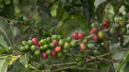 Antioquia, segundo productor de café del país, presenta “Aroma entre Montañas”, su primer catálogo de turismo cafetero