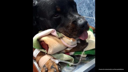 maltrato-animal-caso-Aquiles