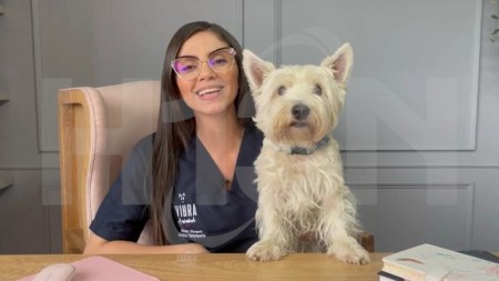 ¿Cómo ayudar a tu mascota a enfrentar el miedo a la pólvora? expertos hablan sobre el tema ¿Cómo ayudar a tu mascota a enfrentar el miedo a la pólvora? expertos hablan sobre el tema
