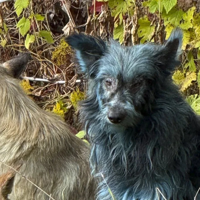 perros-azules-Chernobyl-1