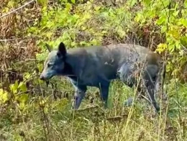 perros azules Chernobyl 2