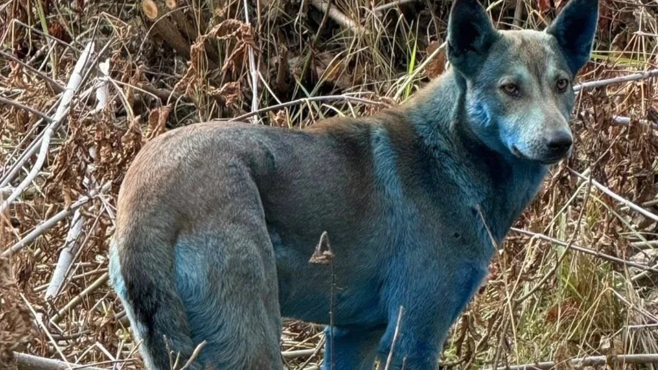 perros-azules-Chernobyl