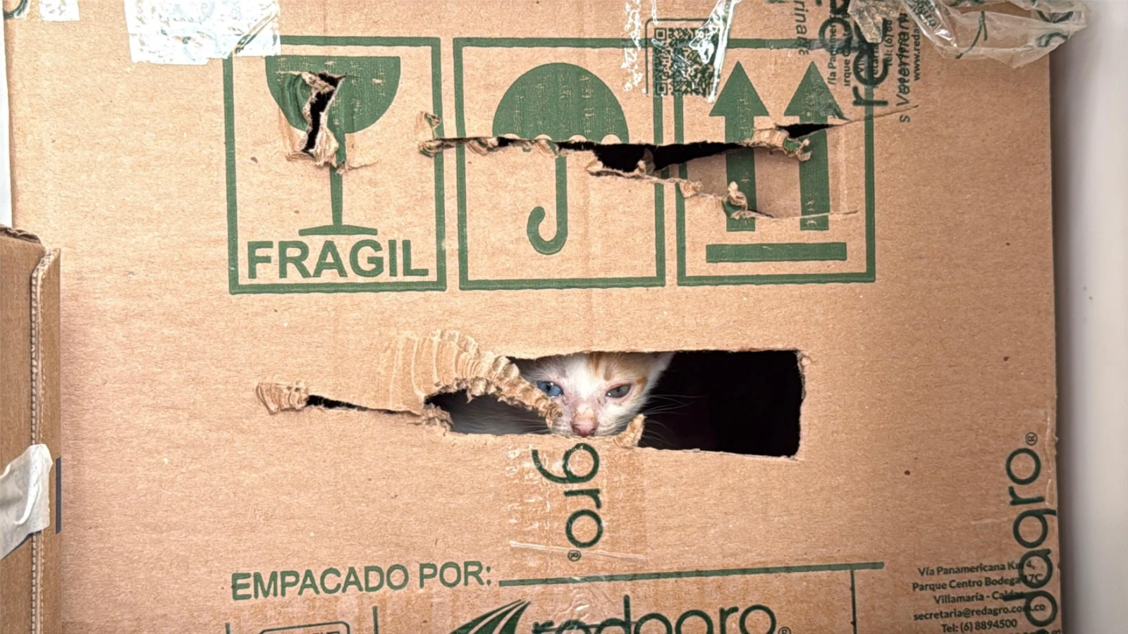 tráfico-ilegal-fauna-plaza-minorista-2