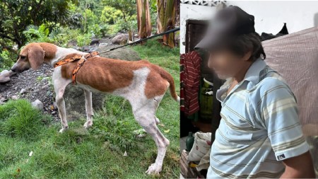 ¡Y dele con los animales! Una perrita en Dabeiba fue víctima de abuso sexual por parte de su propietario Maltrato-animal-dabeiba