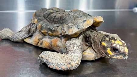 ¡Inhumano! Una tortuga morrocoy fue rescatada en graves condiciones luego de permanecer 30 años cautiva como mascota tortuga-morrocoy