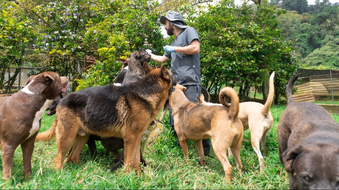 ¡Termine el año dando amor a un peludito! Medellín tendrá la última adoptatón de perros y gatos en Plaza Mayor 1 01 9