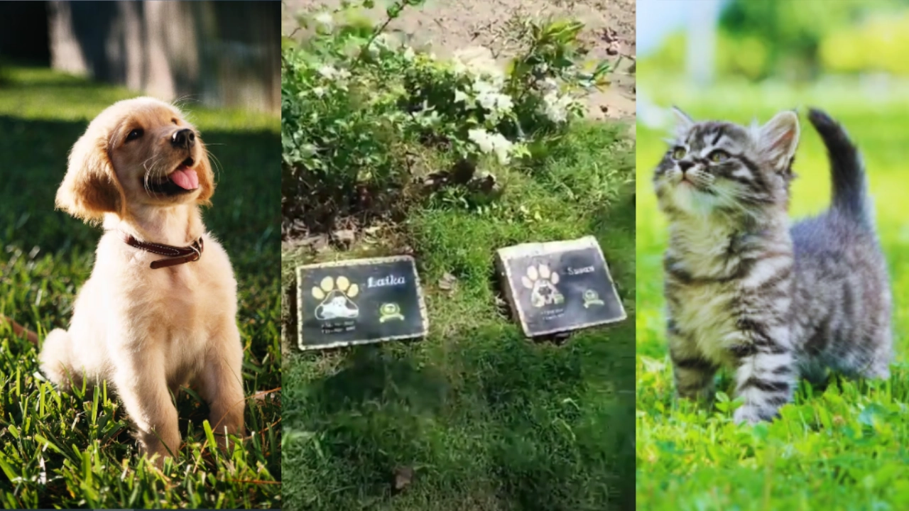 cementerio-de-mascotas