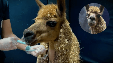 llama-rionegro