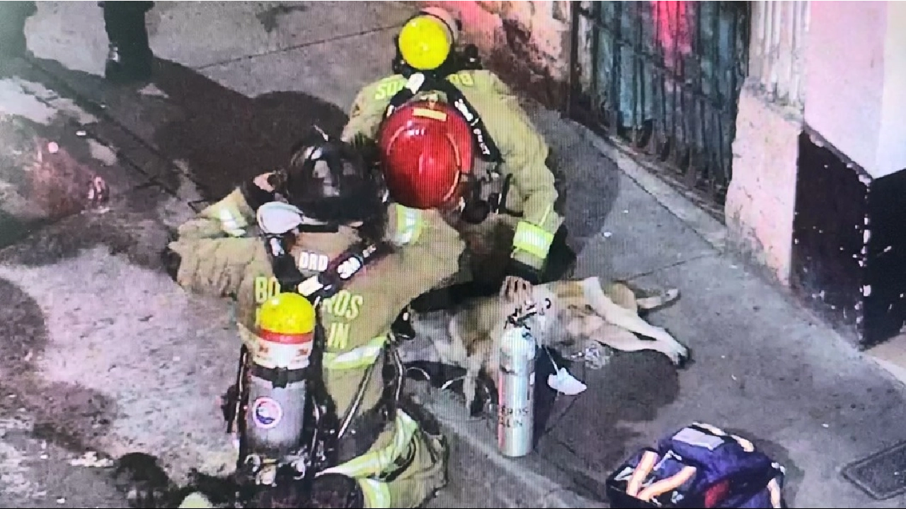 perrito-rescatado-incendio