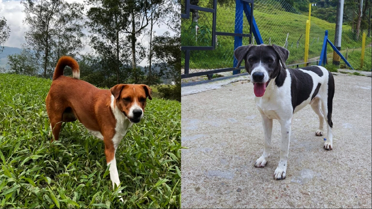 ¡Sin raza pero con casa! Itagüí realizará una jornada de adopción de mascotas este 22 de noviembre perros