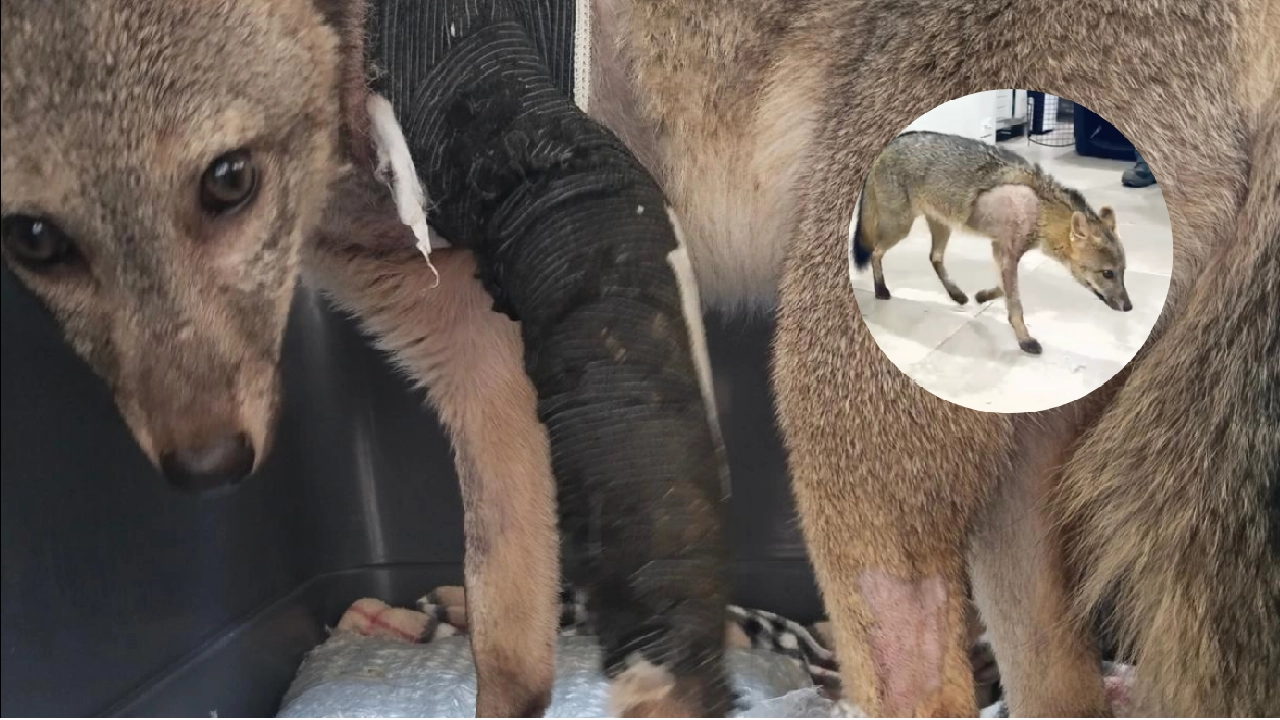 ¡Qué lindo! Zorro perro que fue atropellado en Barbosa se está recuperando luego de una cirugía en su patica zorro-perro-barbosa