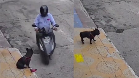 Video | ¡Con el gordito no! Un motociclista pasó y le robó el juguete a un perrito ladron-juguete-perro