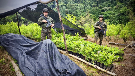 Mucha droga: más de 7.000 toneladas de estupefacientes han sido incautados en los últimos tres años cultivo-de-coca