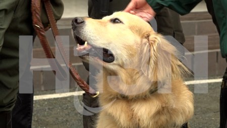«No hay Unidad de Policía en Antioquia donde no hayan dos o tres perritos recogidos de la calle»: Coronel Mauricio Rico perrito-policía