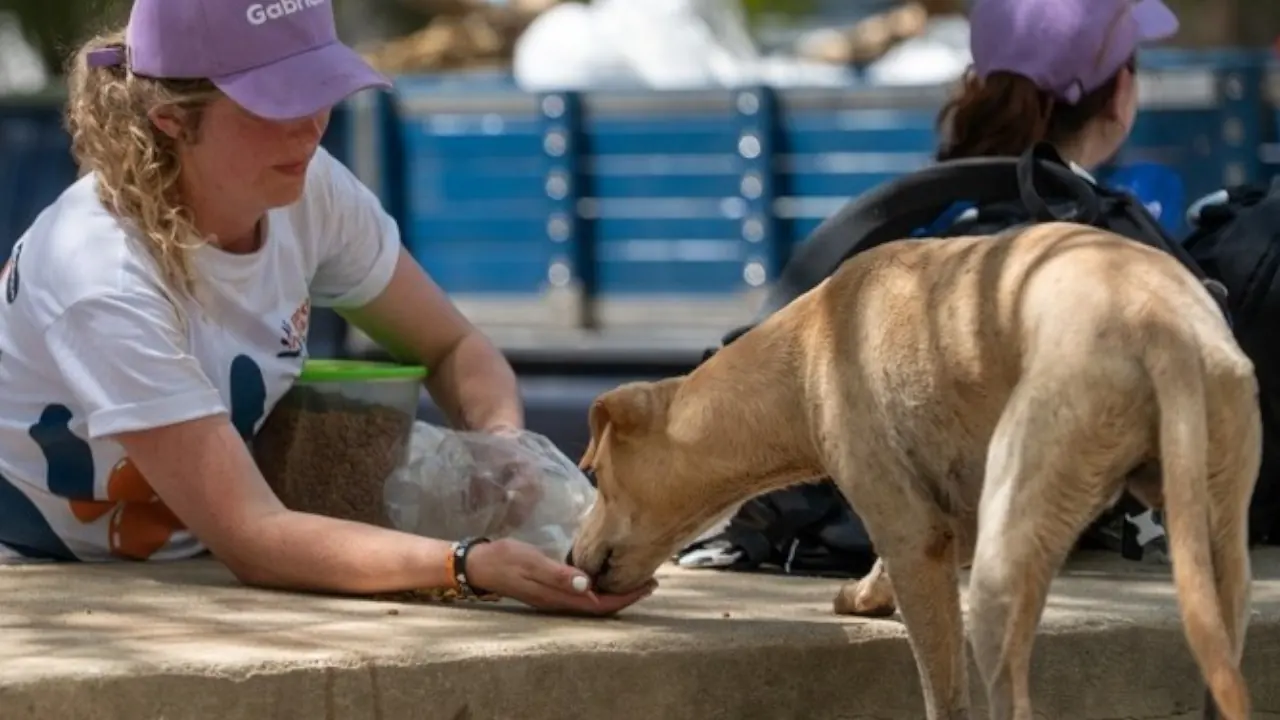 Los animales ya no son "cosas": La ley 1774 dice que el abandono o maltrato a animales podría dar cárcel
