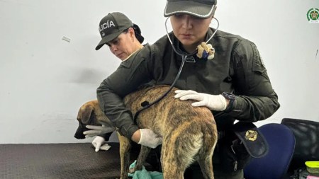Hombre aceptó que golpeó a su perrito por un pedazo de carne y la Fiscalía lo judicializó Hombre aceptó que golpeó a su perrito por un pedazo de carne y la Fiscalía lo judicializó