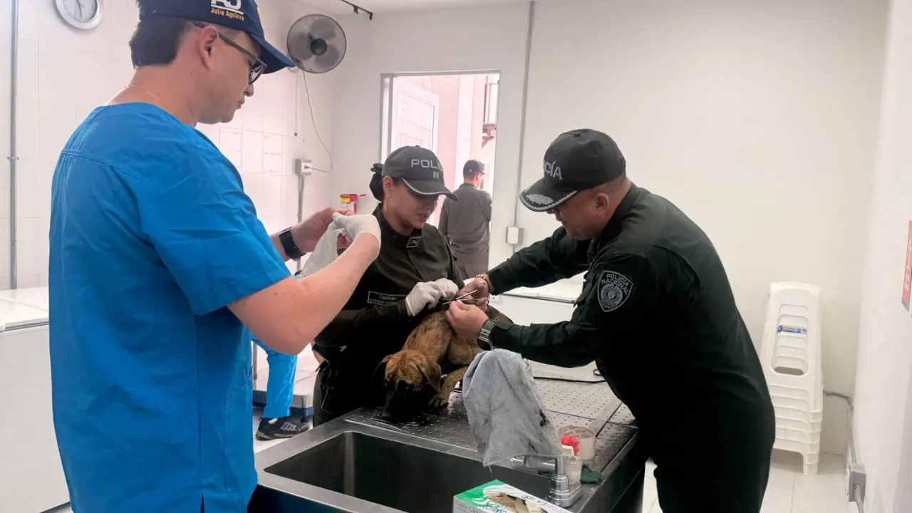 Policía confirma que verifican el estado de salud del perrito que entregó el presunto agresor