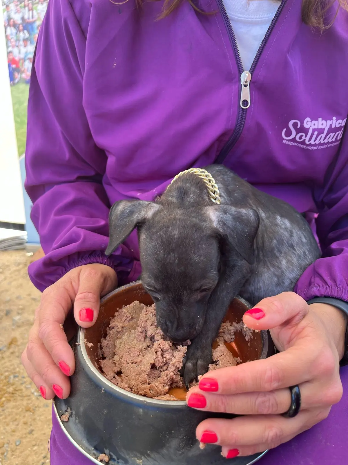 Tres toneladas de comida y cuidado llegarán a animales de Medellín en jornada especial