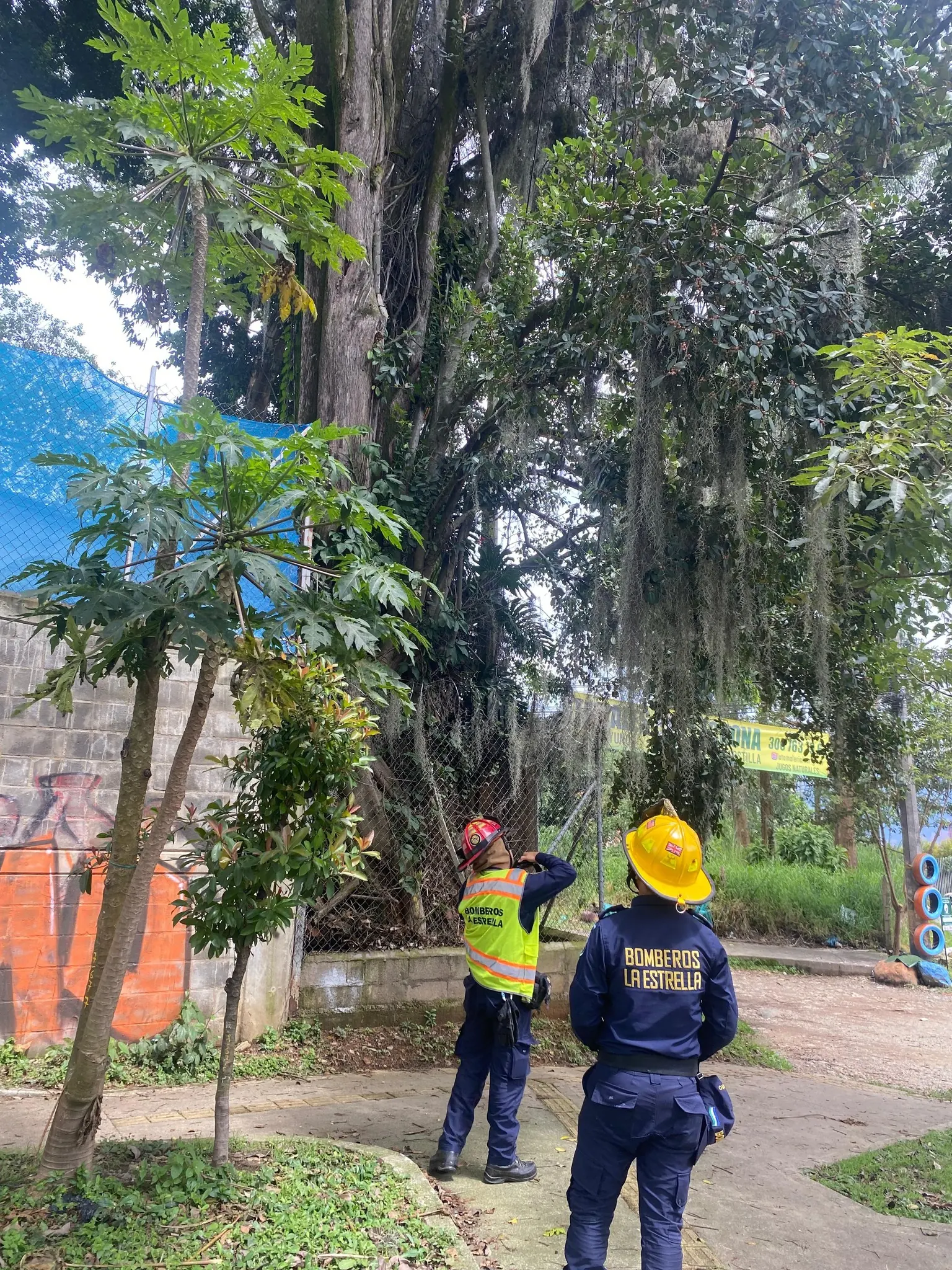 reportan que gigantesco árbol está a punto de caer cerca de una guardería y viviendas en La Estrella