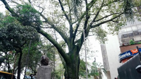 Medellín celebra los 168 años de su ceiba histórica en La Playa