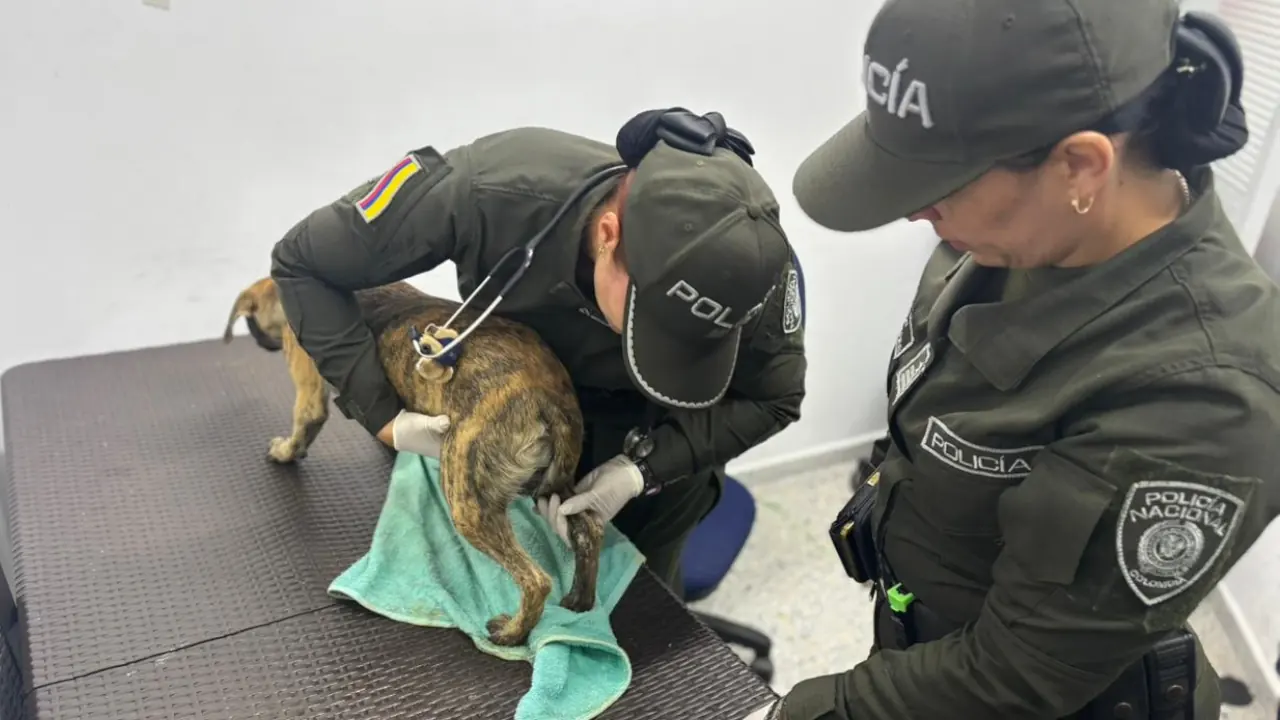 Policía confirma que verifican el estado de salud del perrito que entregó el presunto agresor