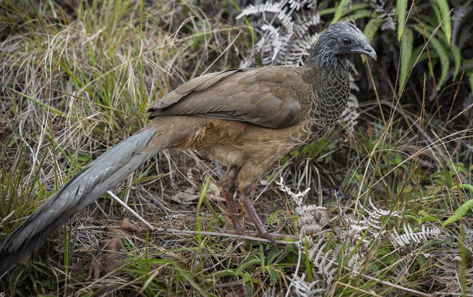 32207 foto liberaciones