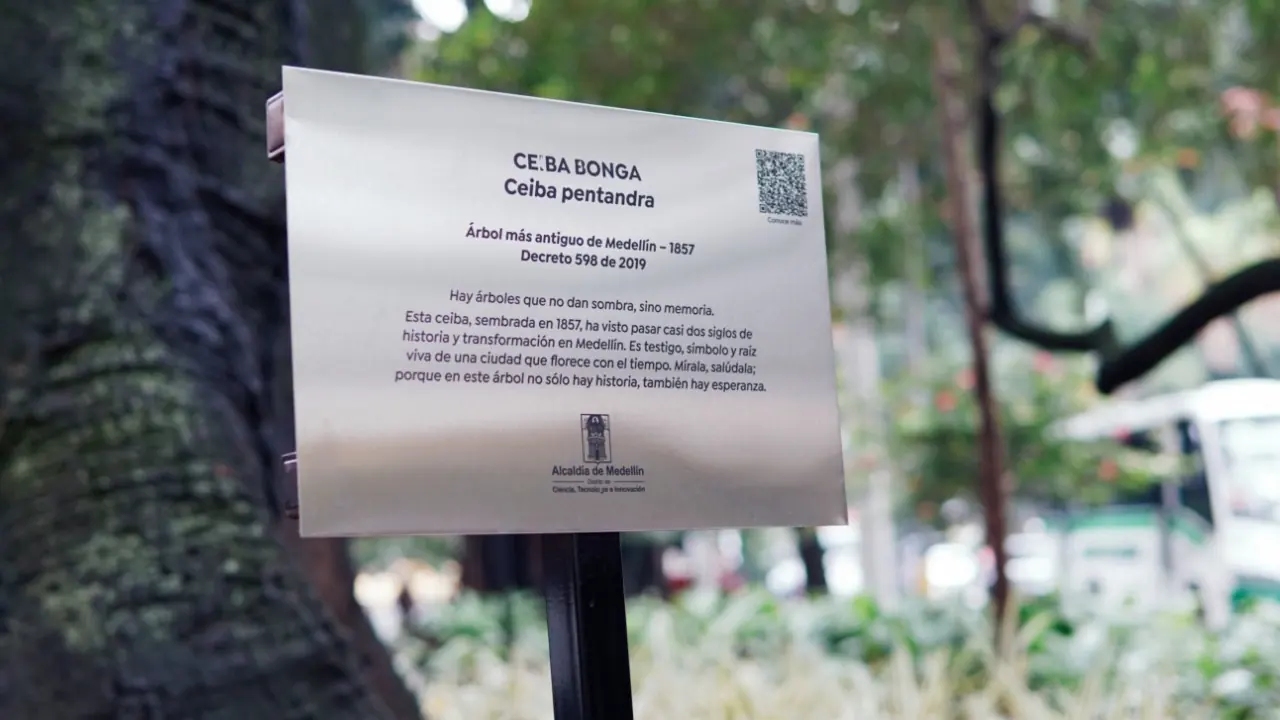 Medellín celebra los 168 años de su ceiba histórica en La Playa