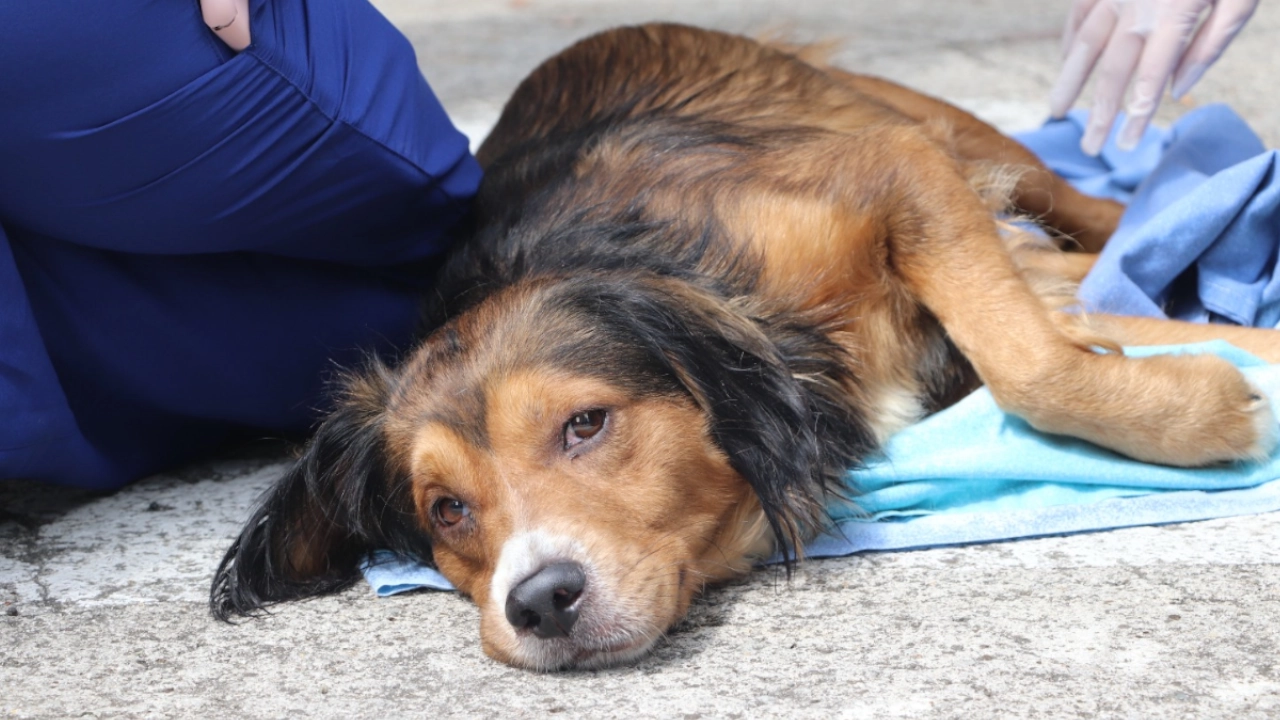 ¡No más maltrato! Medellín afianza la ruta para denunciar y proteger a los animales