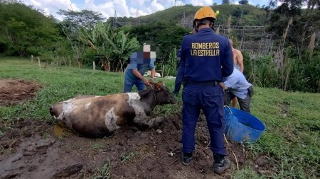 Bomberos de La Estrella rescataron a una vaca atrapada en zanja