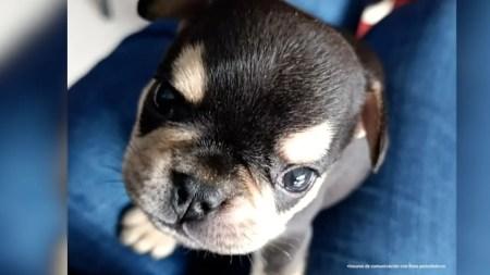 Enviaron a prisión a un hombre por quitarle la vida un cachorro de apenas dos meses en Itagüí
