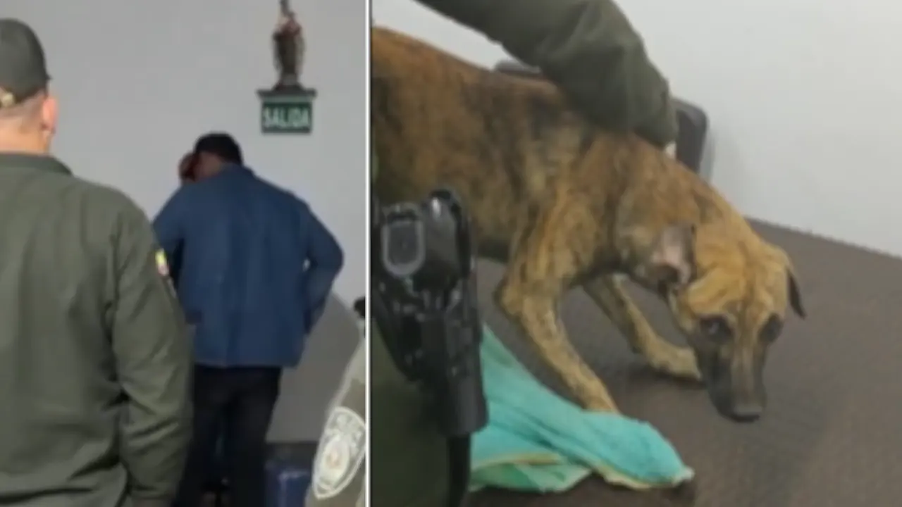 Hombre señalado de golpear brutalmente a un perro se entregó tras días de búsqueda y presión ciudadana en Antioquia
