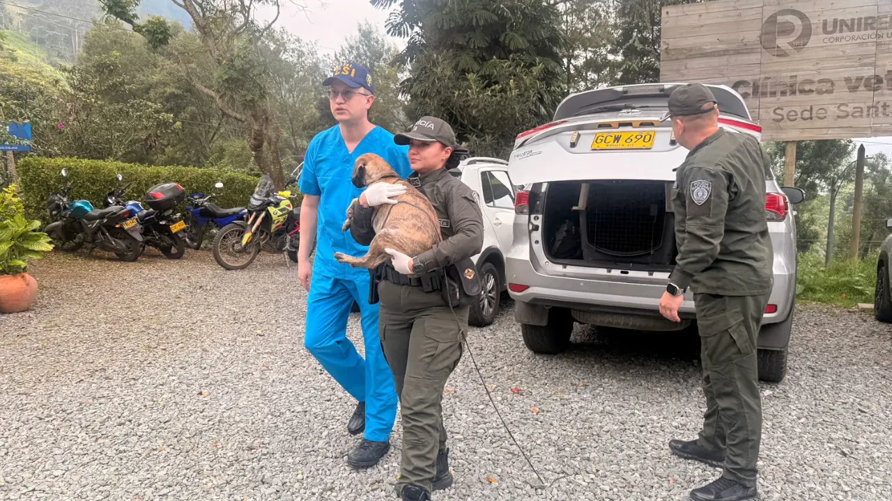 Policía confirma que verifican el estado de salud del perrito que entregó el presunto agresor