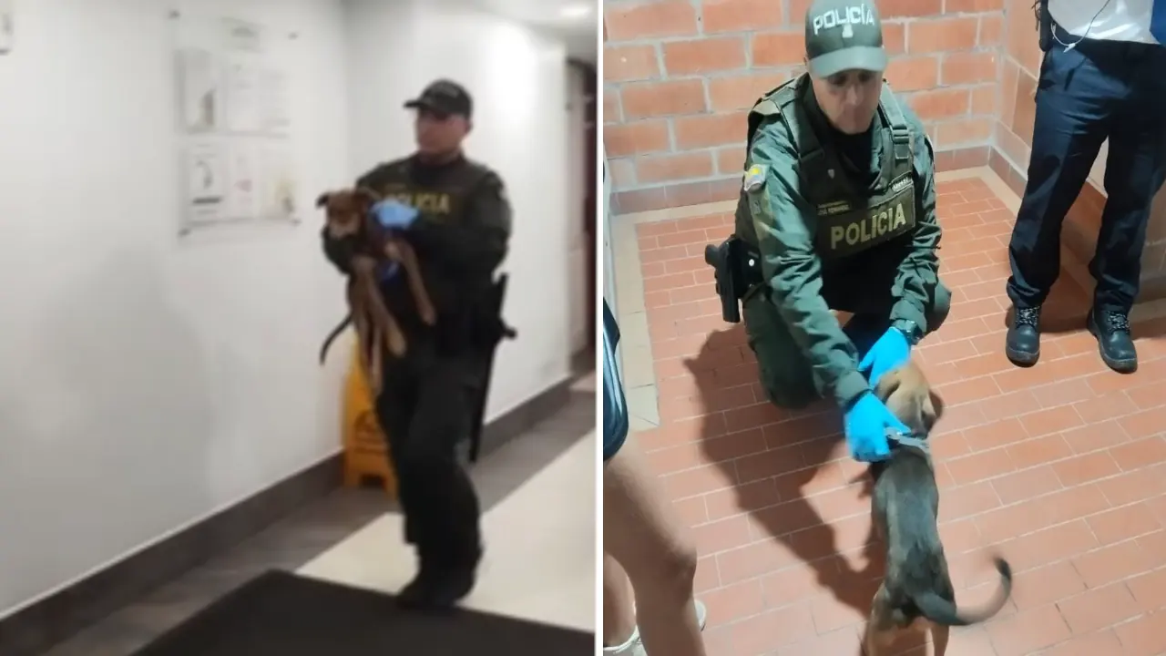 Policía rescata perrito de 4 meses, presuntamente, maltratado en Medellín