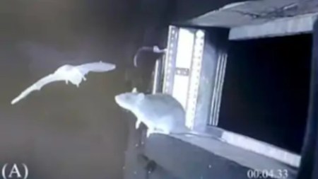 Video| Cámaras espías captan cómo las ratas cazan murciélagos en pleno vuelo Rata-Murcielago