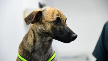 Bizcocho, el perrito maltratado, será adoptado por el coronel Oscar Mauricio Rico, comandante de la Policía de Antioquia bizcocho-perro-maltratado-adoptado-policia-antioquia