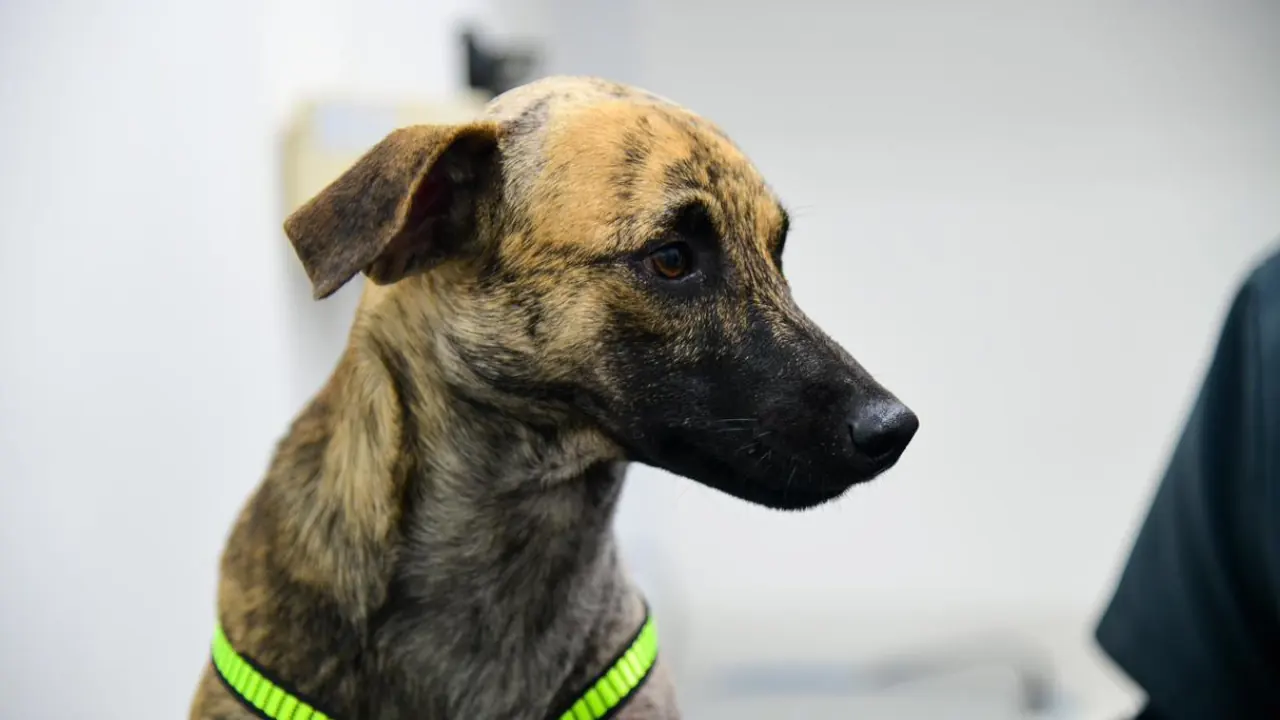 bizcocho-perro-maltratado-adoptado-policia-antioquia