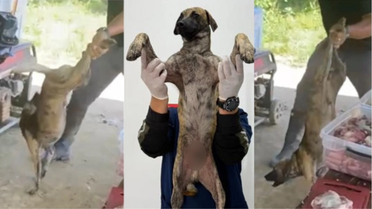 El perrito víctima de maltrato en Bolívar se recupera y pronto tendrá un nuevo hogar lleno de amor El perrito víctima de maltrato en Bolívar se recupera y pronto tendrá un nuevo hogar lleno de amor