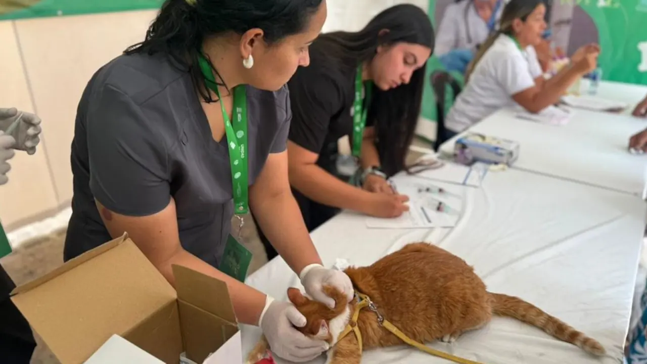Bello estrena unidad móvil para atender animales y llevar servicios a todos los barrios 1 Bello estrena unidad móvil para atender animales y llevar servicios a todos los barrios