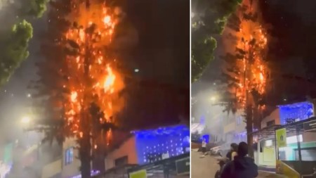 ¡Qué susto! Reportan que un volador cayó en un pino en Medellín Reportan que un volador cayó en un pino en Medellín