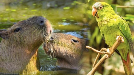 ¿Y la empatía pa cuándo? Tres animales murieron en el Parque de la Conservación por culpa de la pólvora ANIMALES