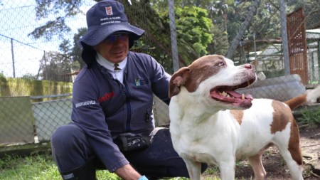 AdopcionResponsable