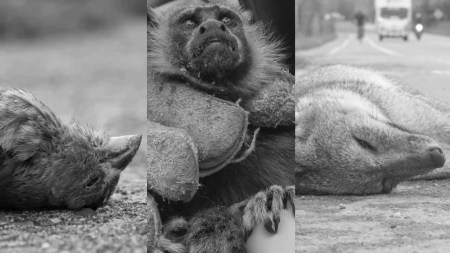 NO a la pólvora: los animales pueden escuchar sonidos hasta 16 veces más fuertes que los humanos AnimalesPolvora