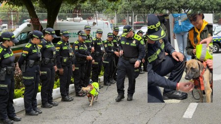 ¡Con chaleco y todo! Bizcocho ya hace parte de la Policia de Antioquia: fue recibido por todos con mucho amor Bizcocho1