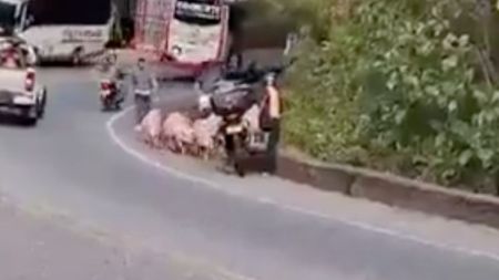 VIDEO: Ni un rasguño:cerdos andaban como si nada después de volcarse el camión en el que iban en Yarumal Cerdos volcados