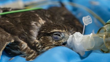 ¡No más pólvora! Área Metropolitana recibió los primeros animalitos afectados por fuertes estallidos en el Valle de Aburrá Polvora