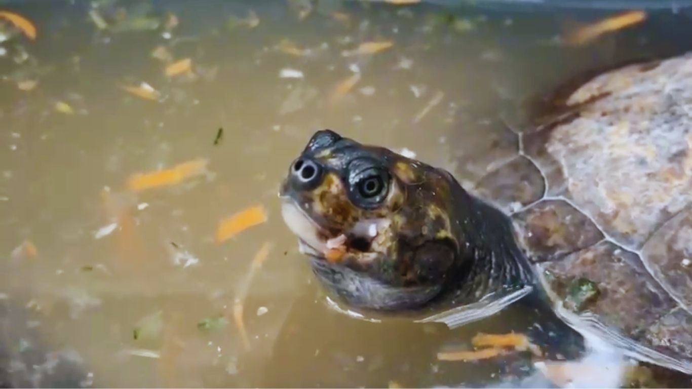 tortugas rescatadas